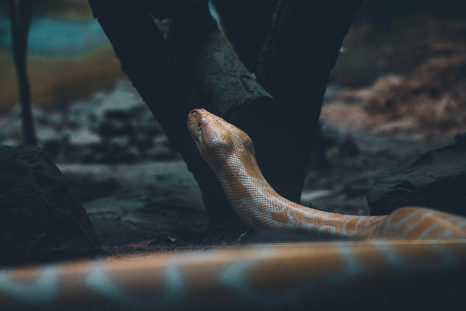 A yellow and white python snake on the ground