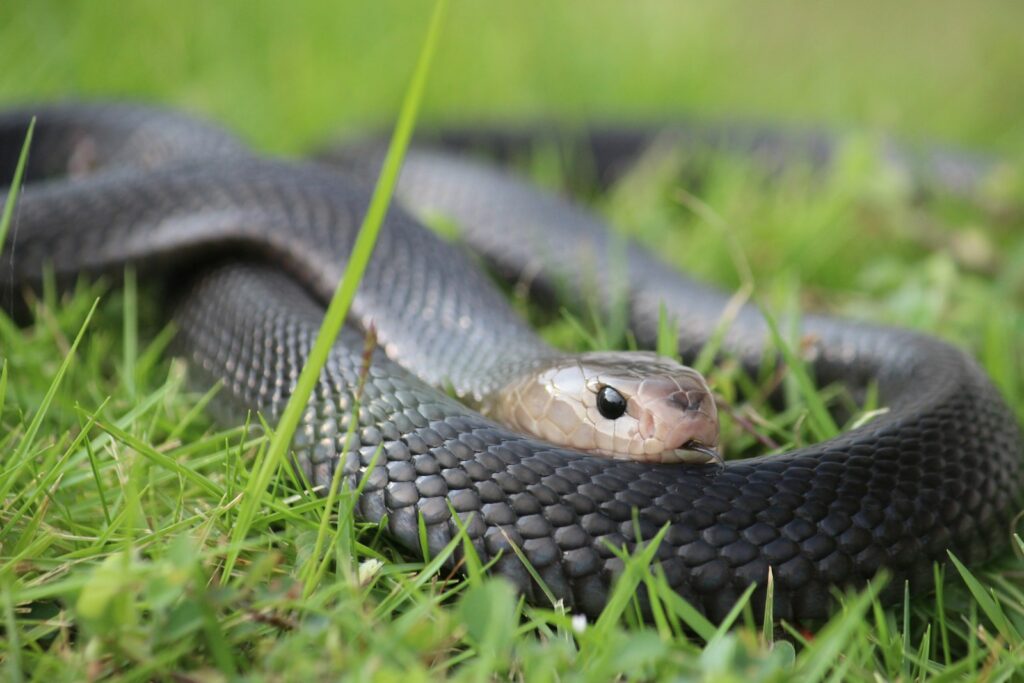 A snake in the grass