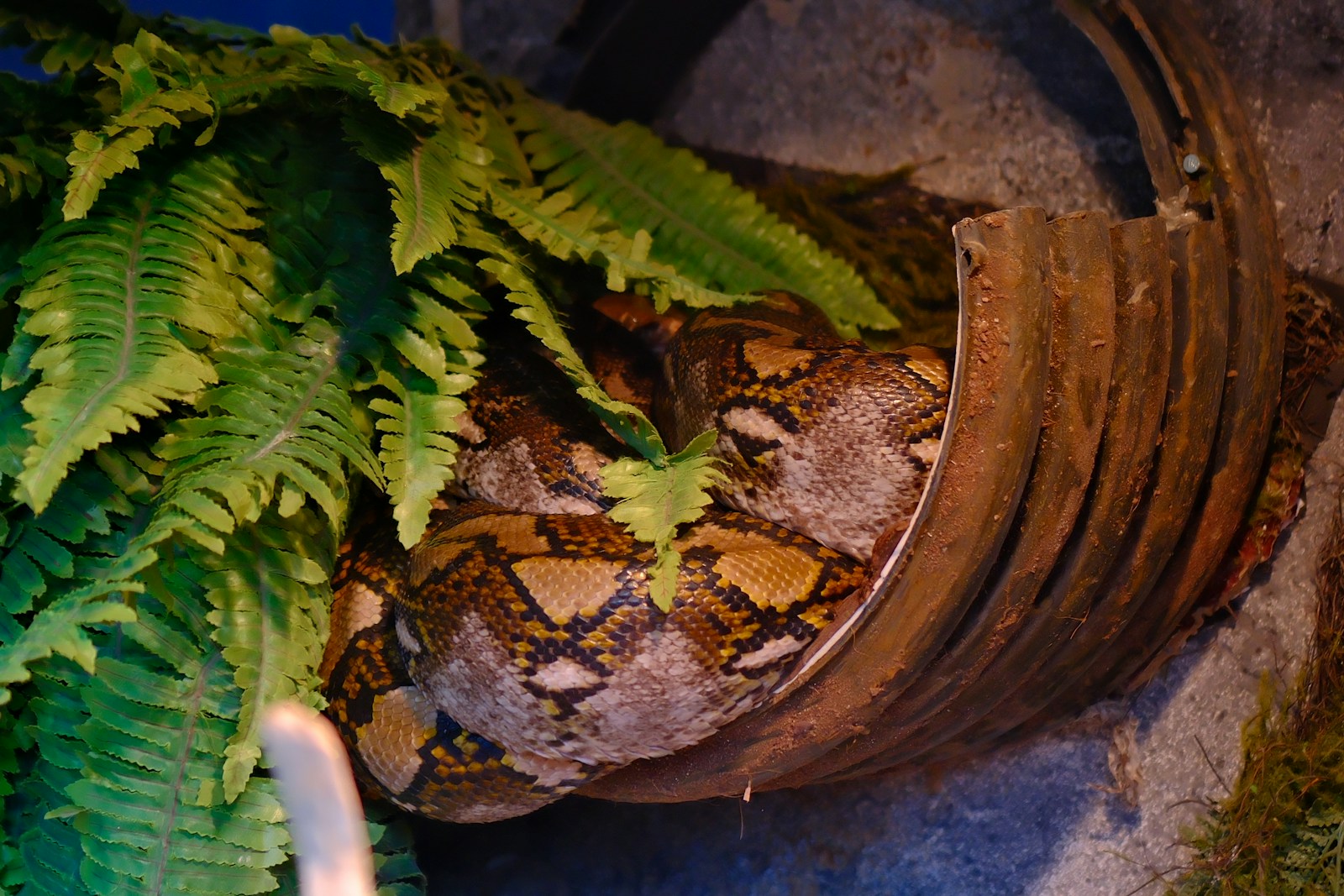 A viper snake curled up in a pot