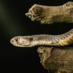 Brown viper on a branch with a black background
