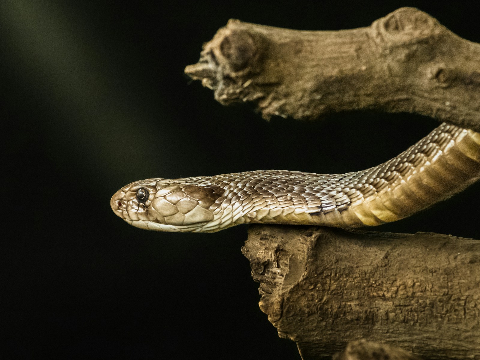 Brown viper on a branch with a black background