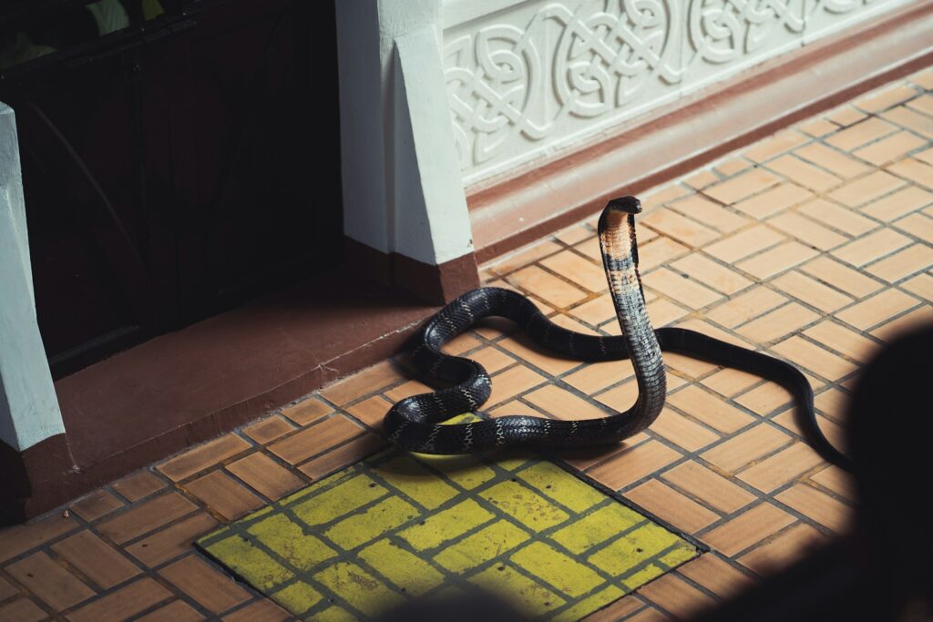 A black and white snake on the ground