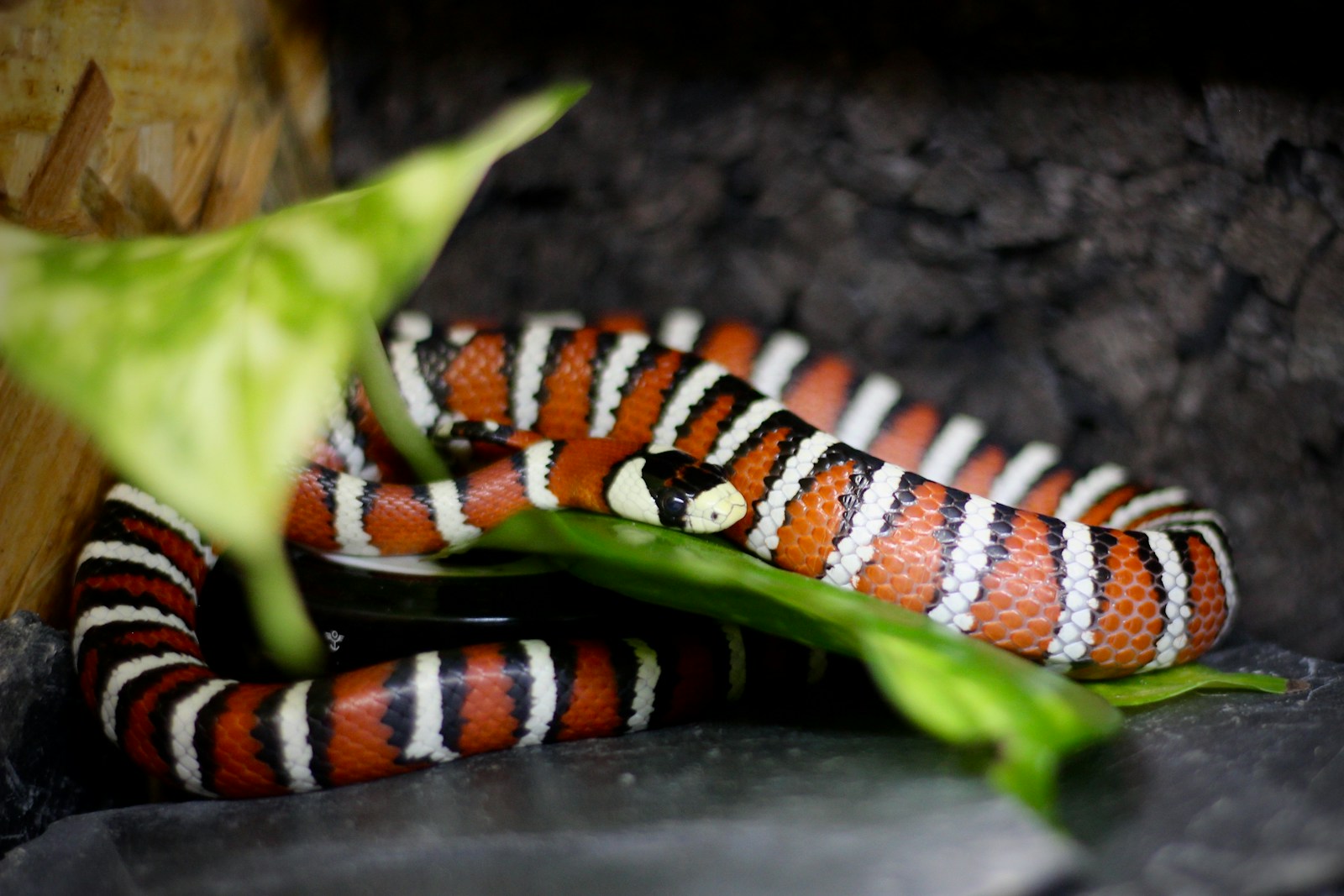 Orange, white and black milk snake