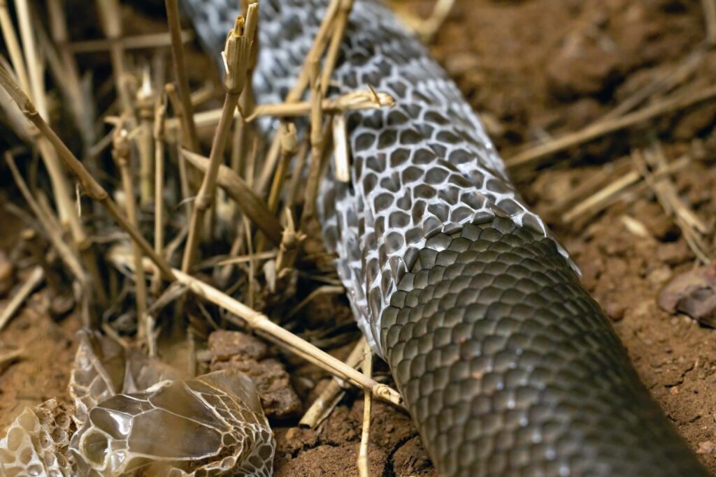 Close-up of a snake lying on the ground mid-shed