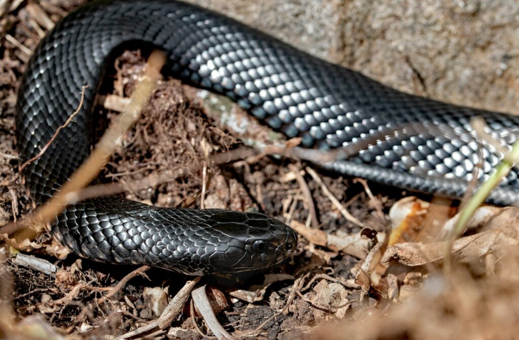 Snake on brown soil