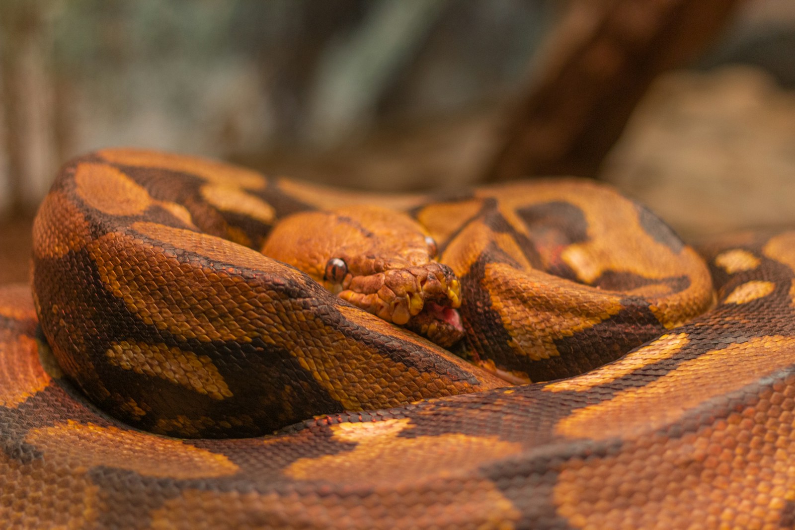 Brown and black snake on the ground