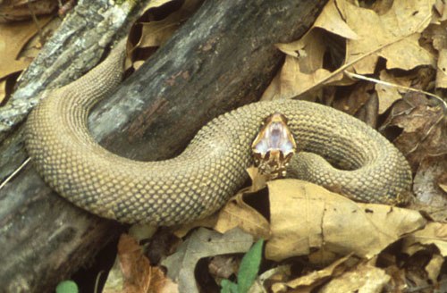The Cottonmouth moccasin- Wikipedia
