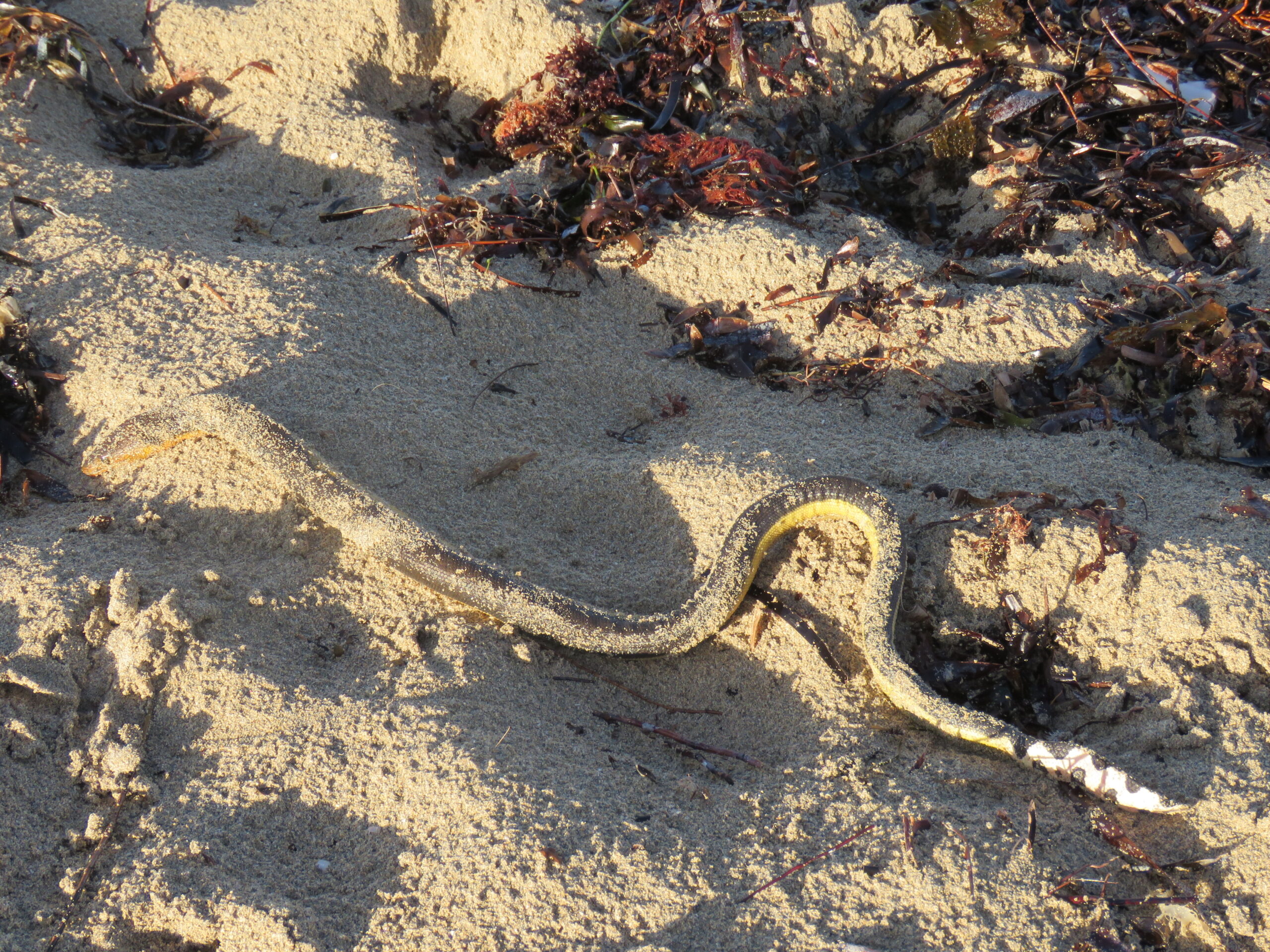 Yellow-bellied Sea Snake (Hydrophis platurus) image via Wikimedia Commons.