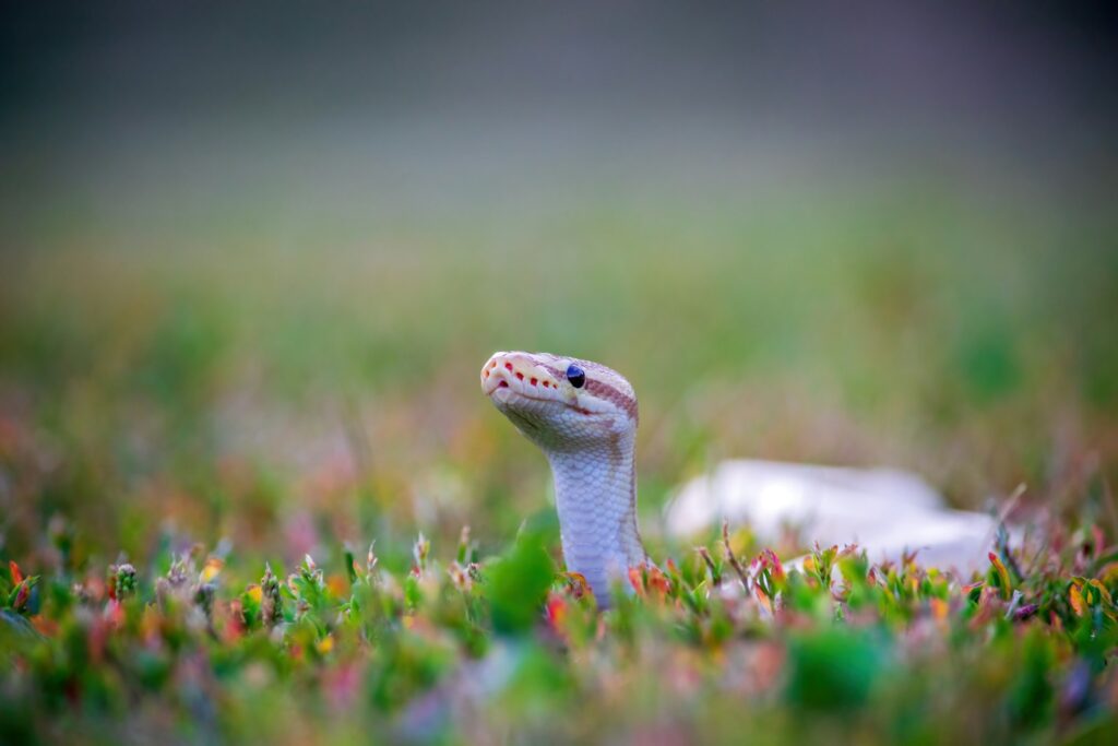 A close up of a python in the grass