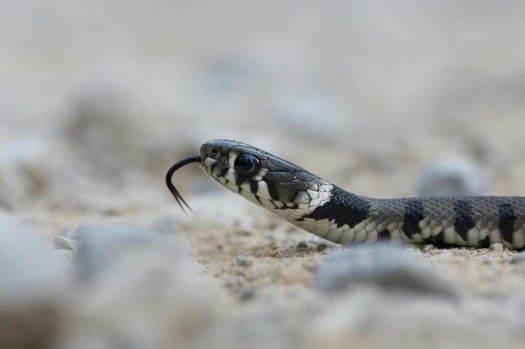 Rock Snake