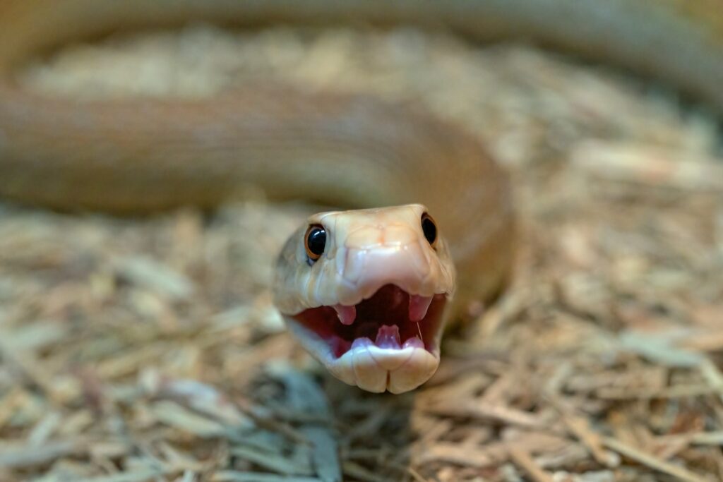 A close up of a snake with its mouth open