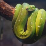 Green python on a brown tree
