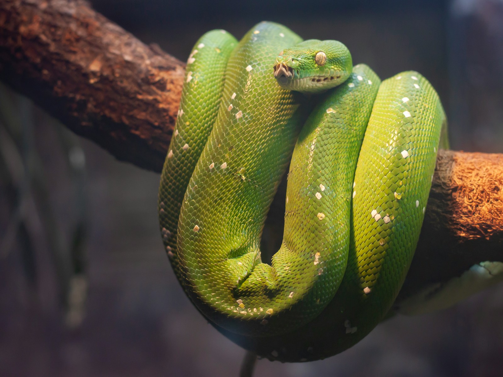 Green python on a brown tree branch