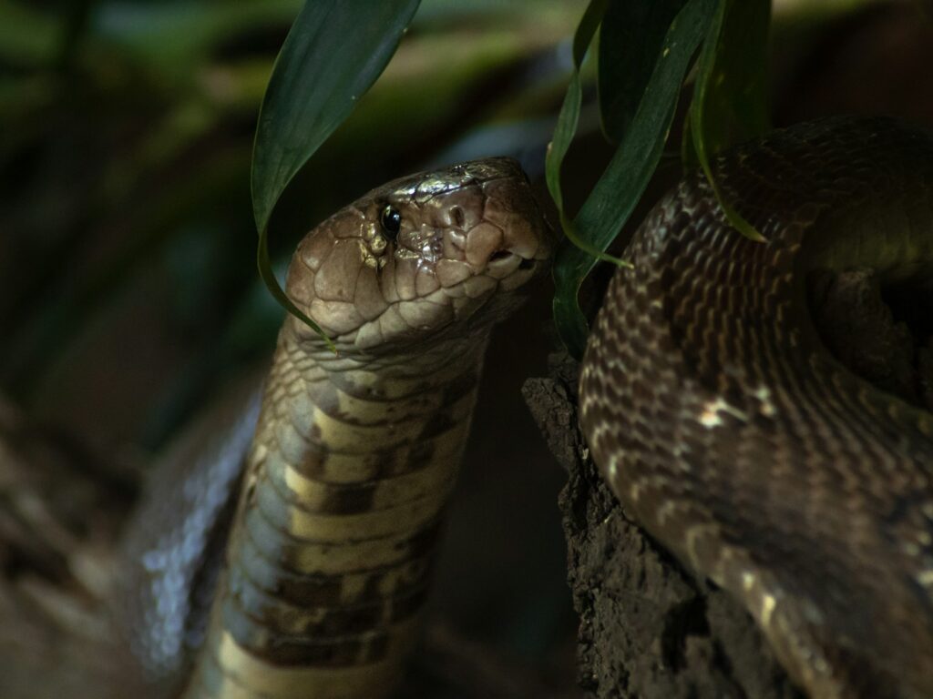 A close up of a venomous snake on a tree branch