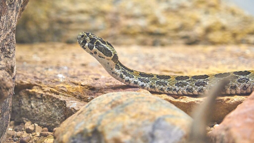 Hognose snake on the ground