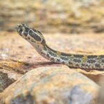 Hognose snake on the ground