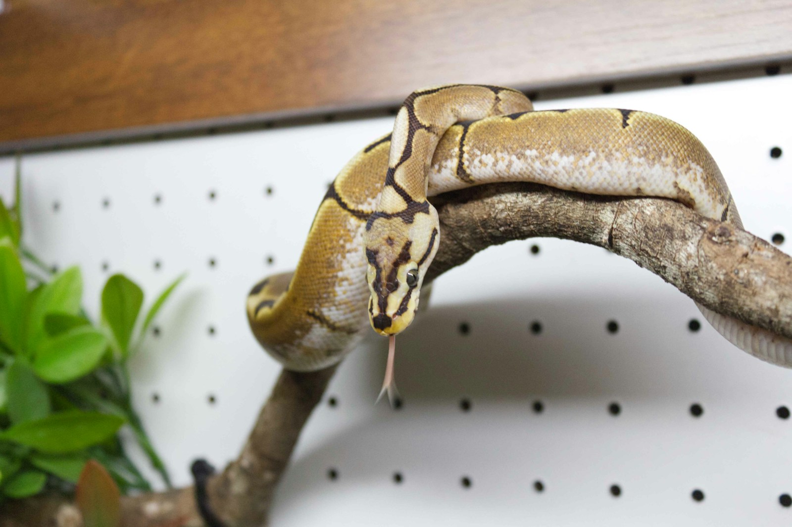 A ball python sitting on a branch