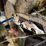 Kenyan sand boas snake