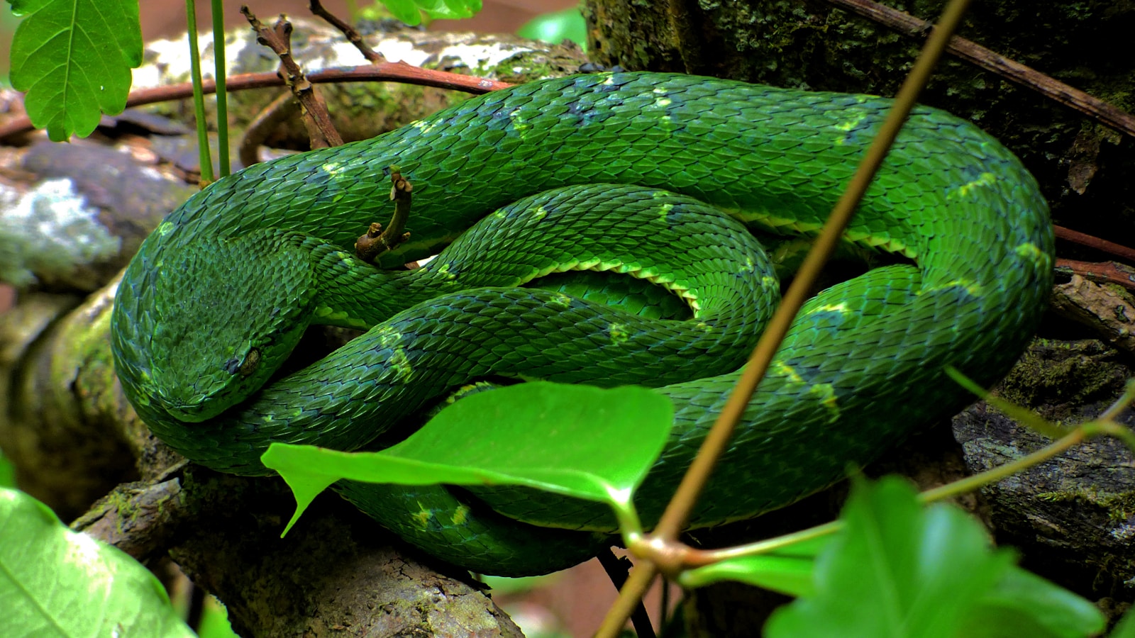 A green viper snake curled up on a tree branch