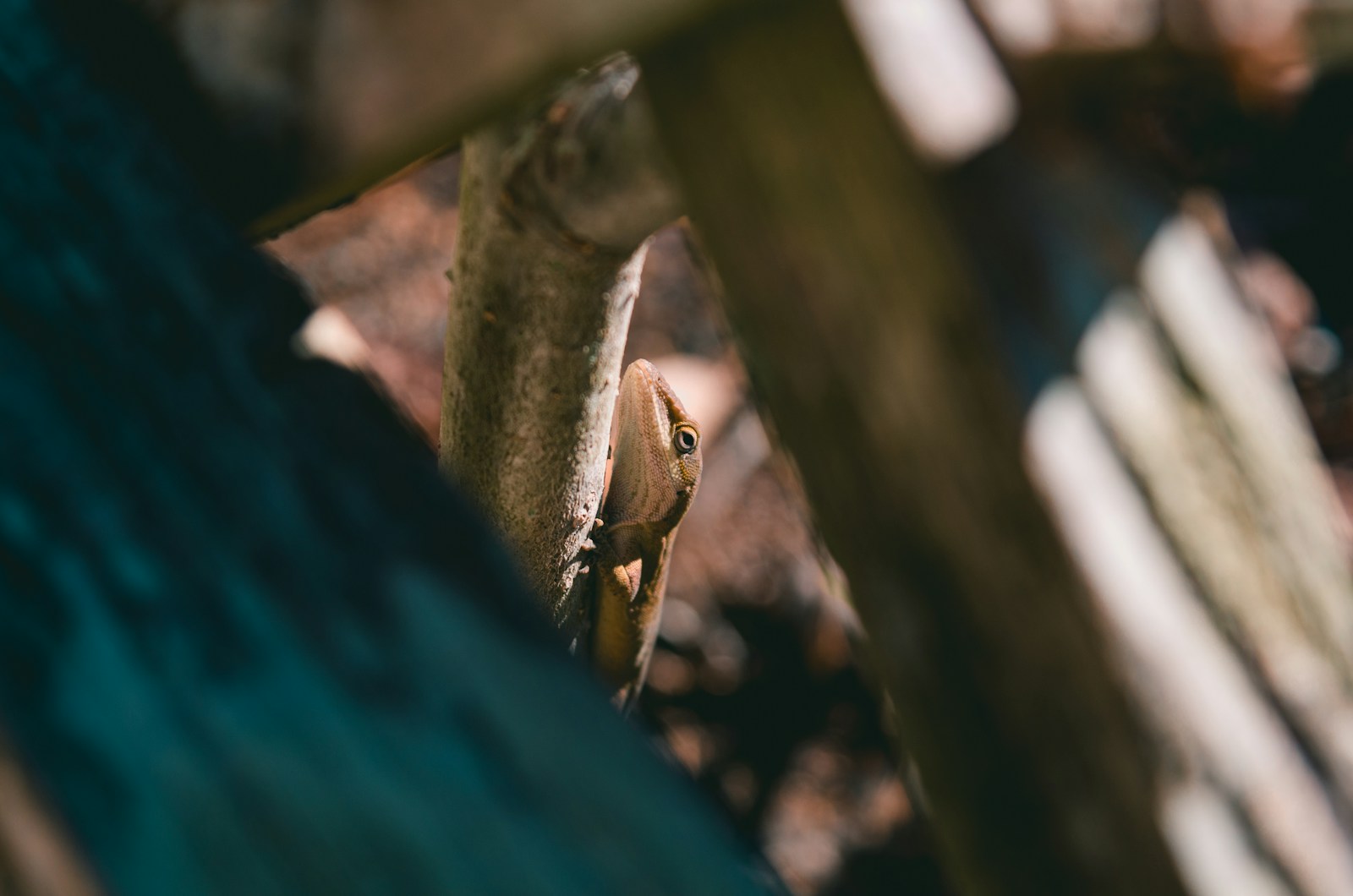 Brown snake on a tree branch