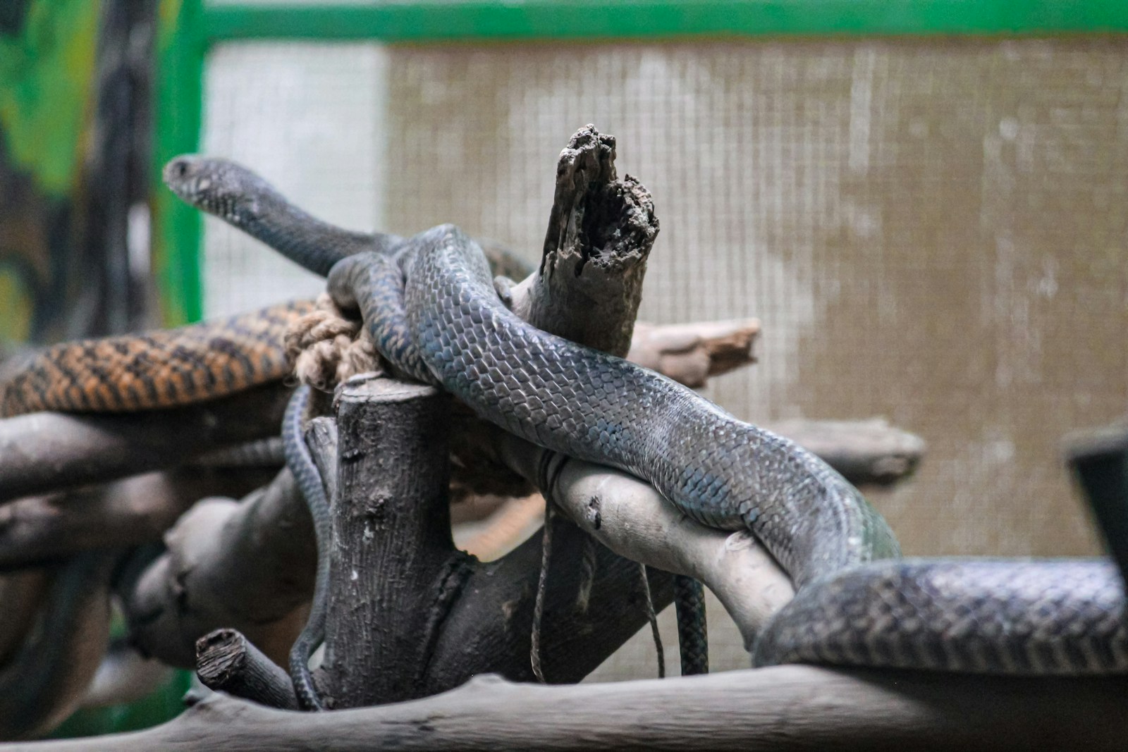 black and white snake on brown wooden stick.
