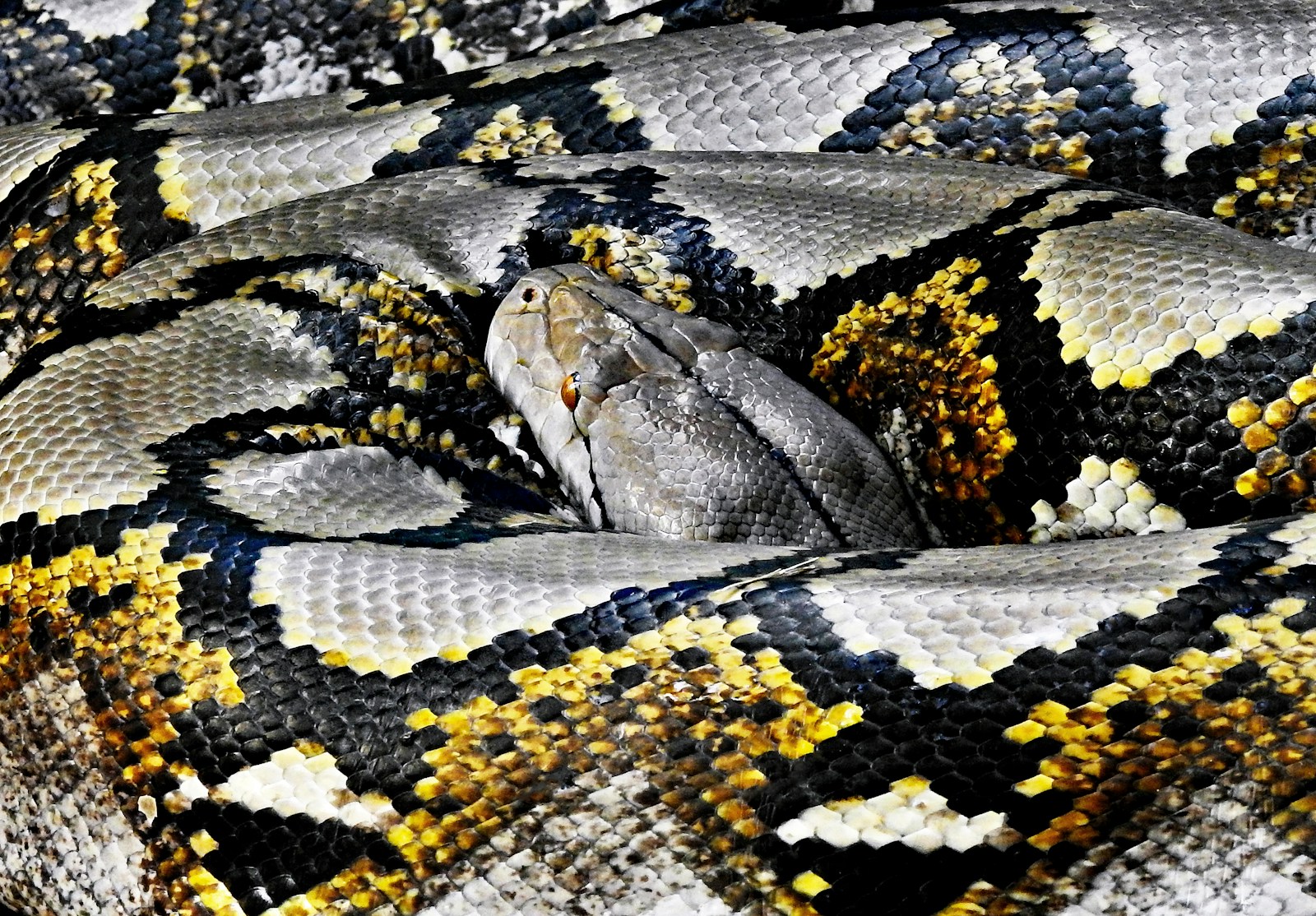 python resting its head on body