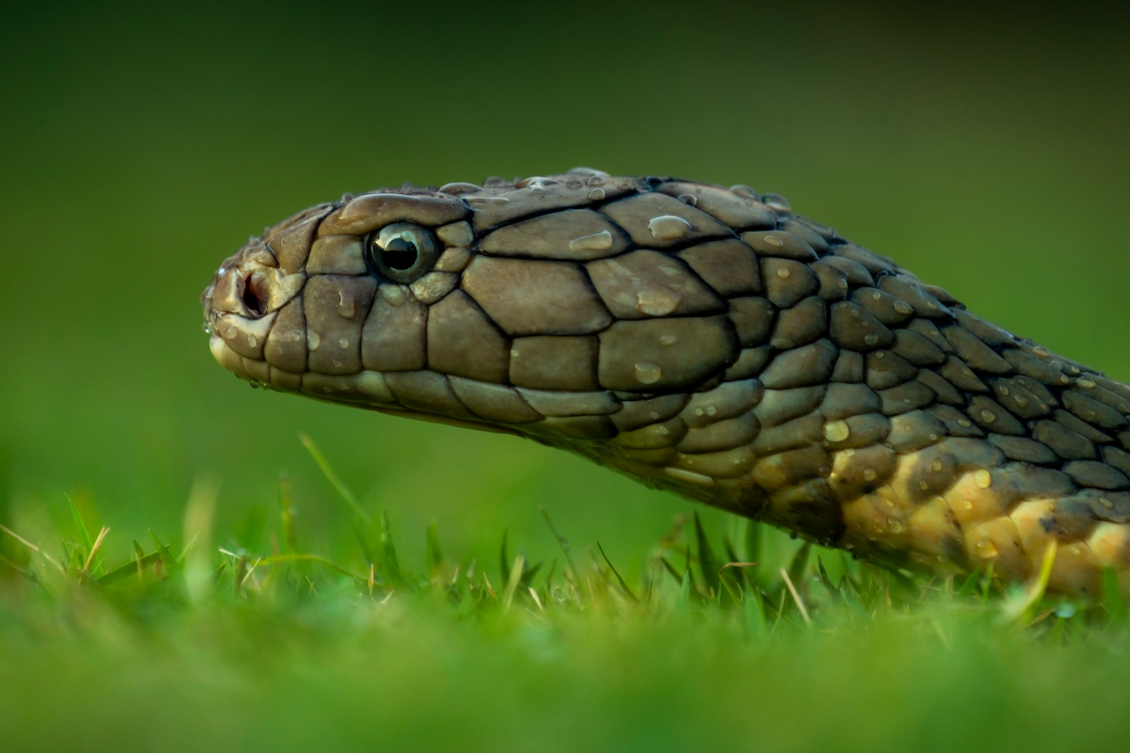 A brown viper snake on green grass