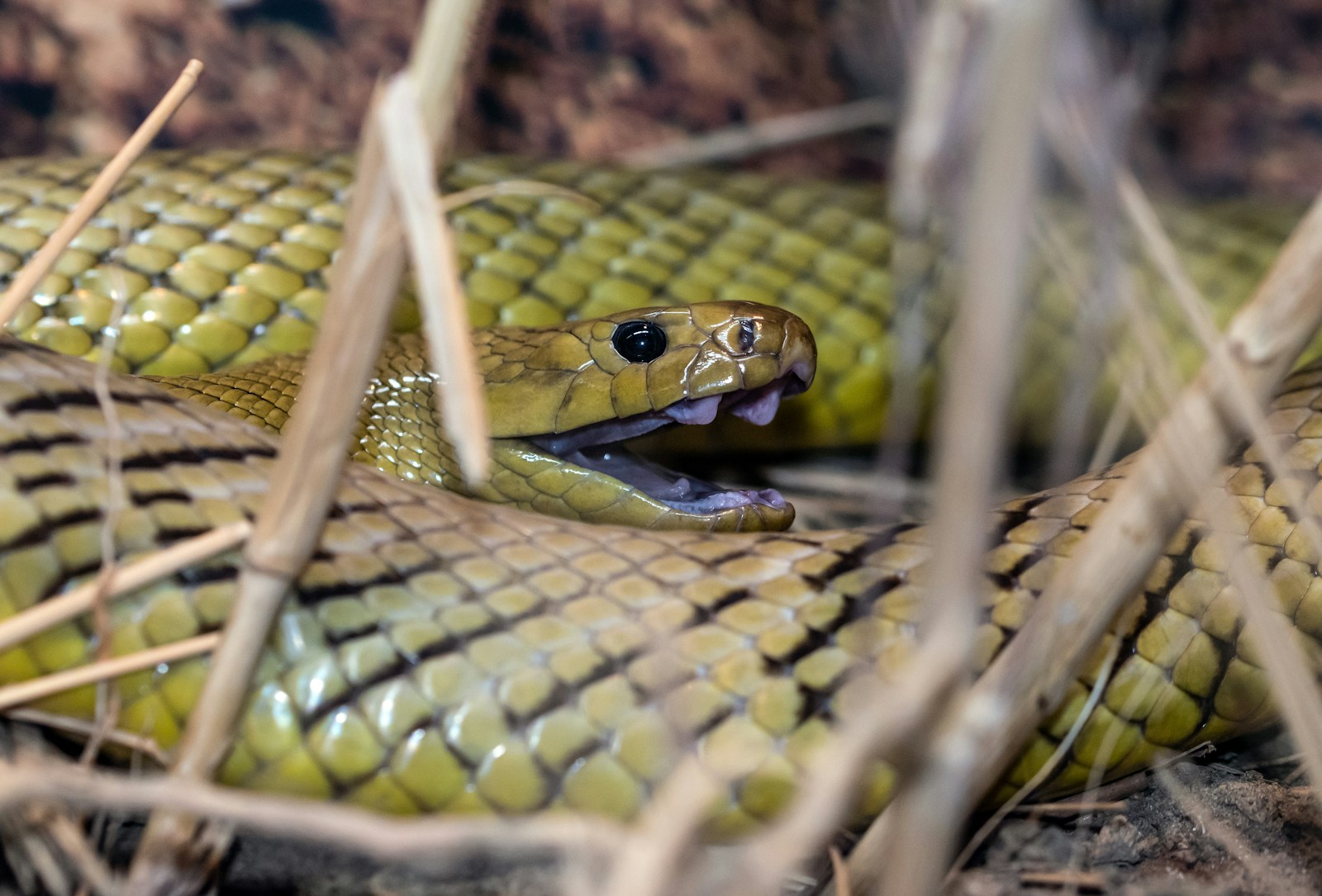 Green and black snake on a brown tree branch