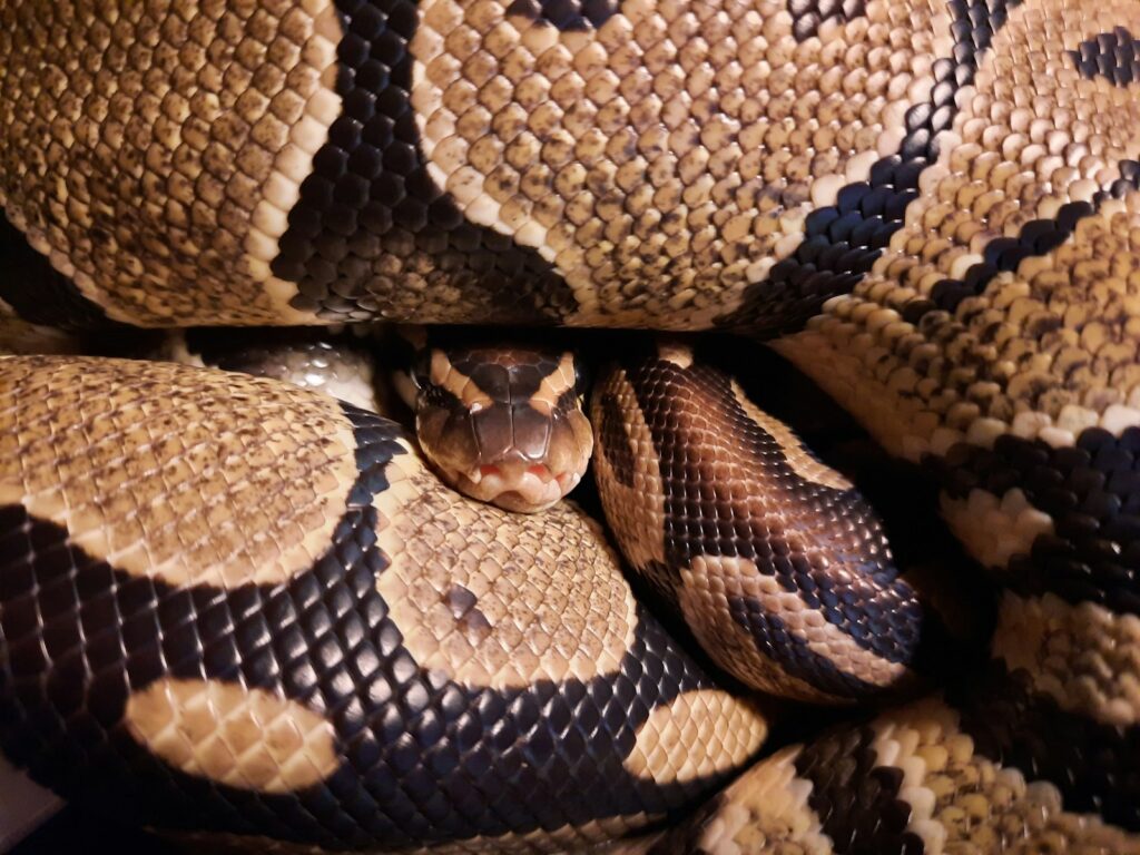 A sleeping ball python- Image by Mary Hinton via Unsplash