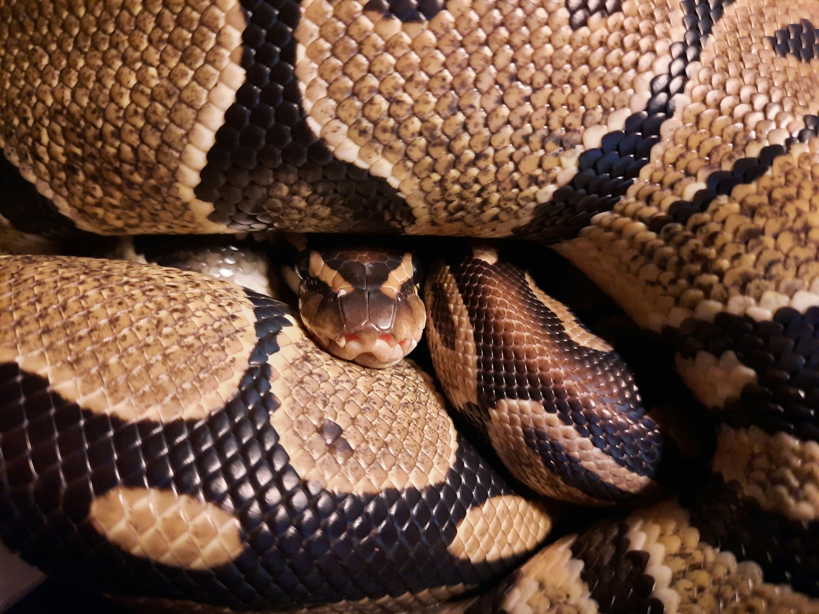 A sleeping ball python- Image by Mary Hinton via Unsplash