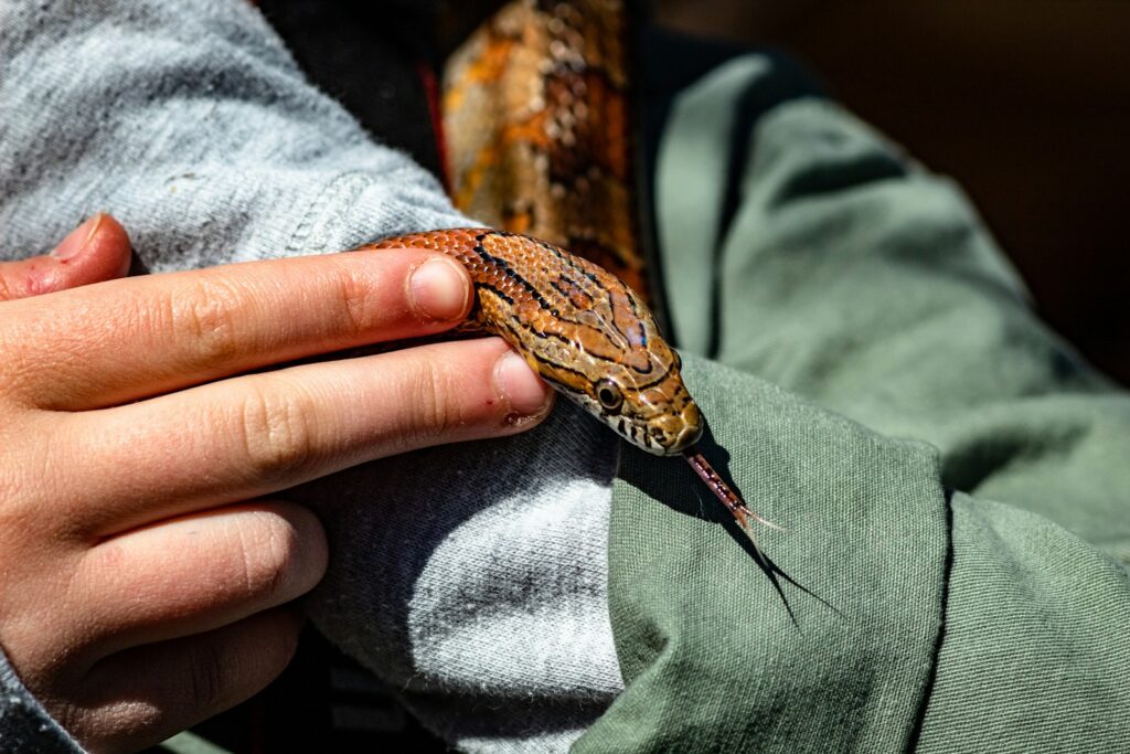 A close up of a person holding a snake