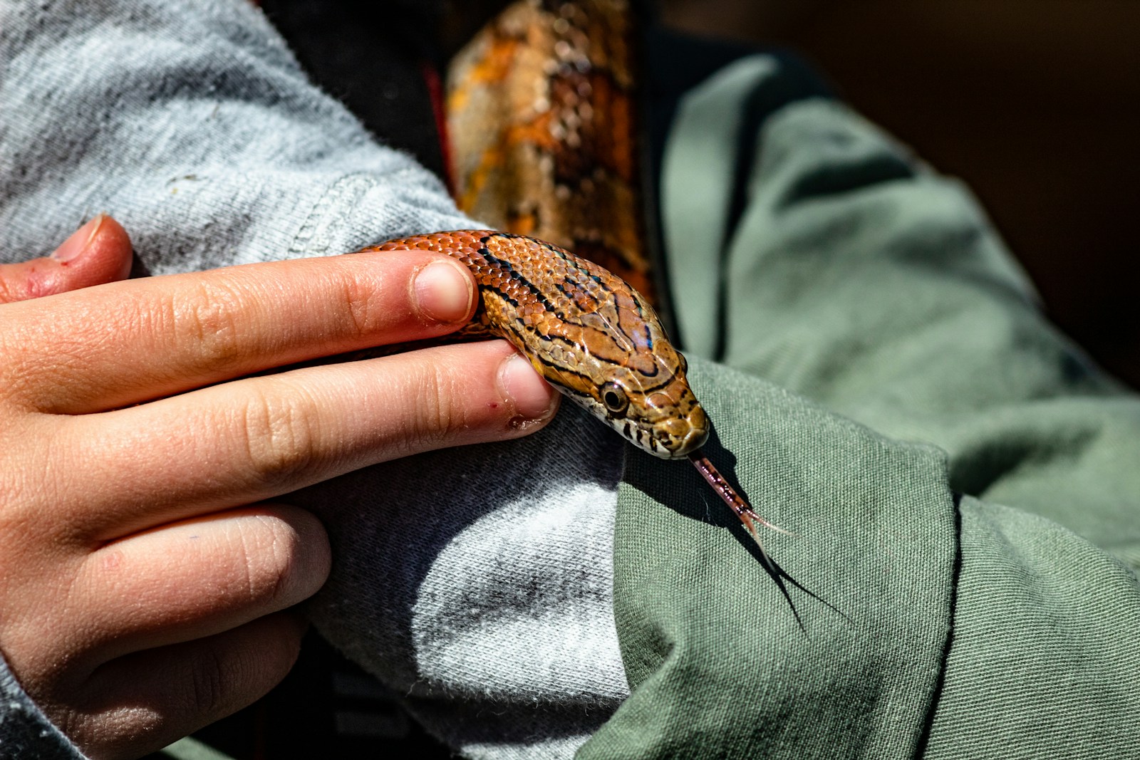A close up of a person holding a snake