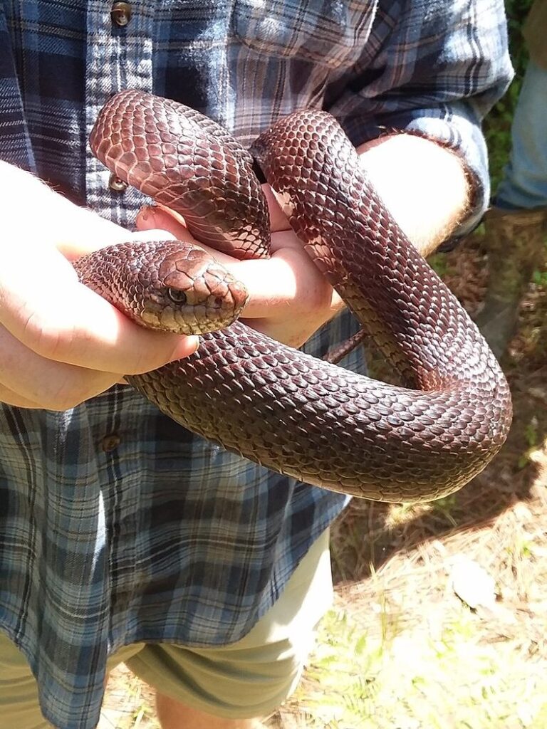Black_Pisnake,_Black_Pine_Snake,_Pituophis_melanoleucus_lodingi,_being_held_in_May_2021