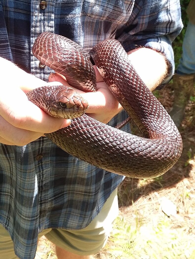 Black_Pisnake,_Black_Pine_Snake,_Pituophis_melanoleucus_lodingi,_being_held_in_May_2021