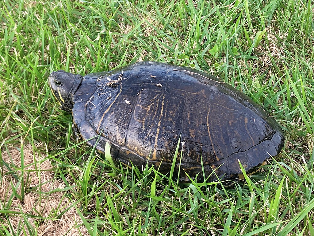 Black_turtle_on_the_grass_along_the_river