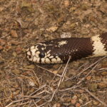 -California_King_Snake_(Lampropeltis_getulus_californiae)_(2523831573)