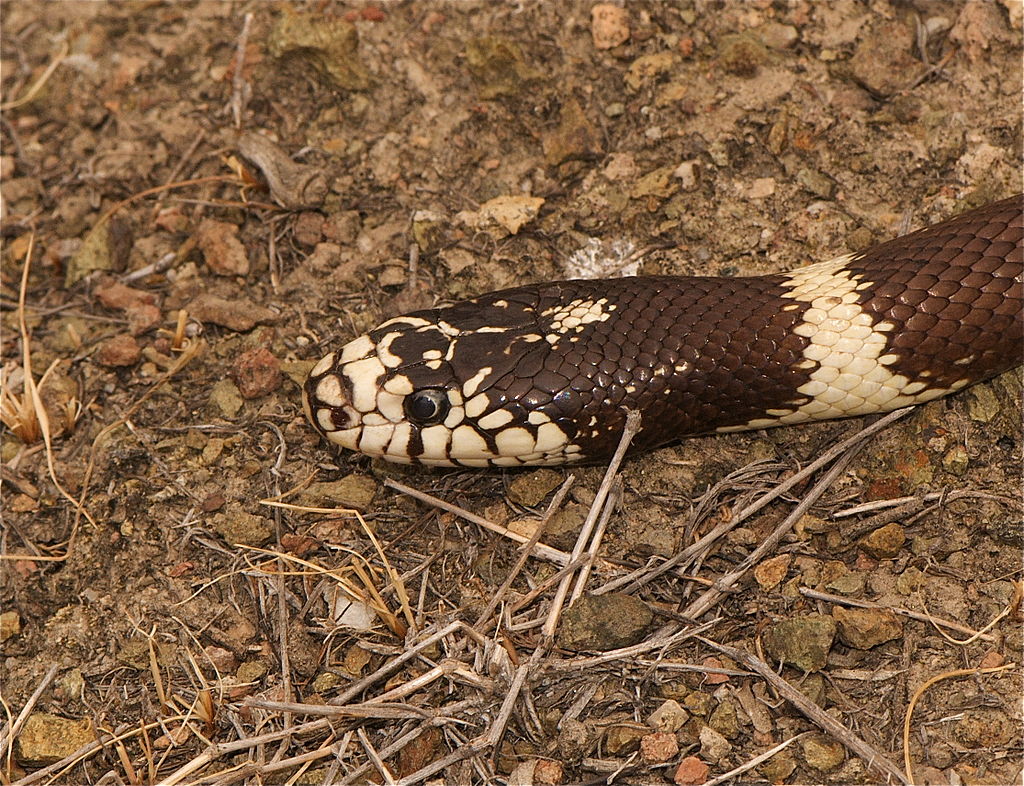 -California_King_Snake_(Lampropeltis_getulus_californiae)_(2523831573)