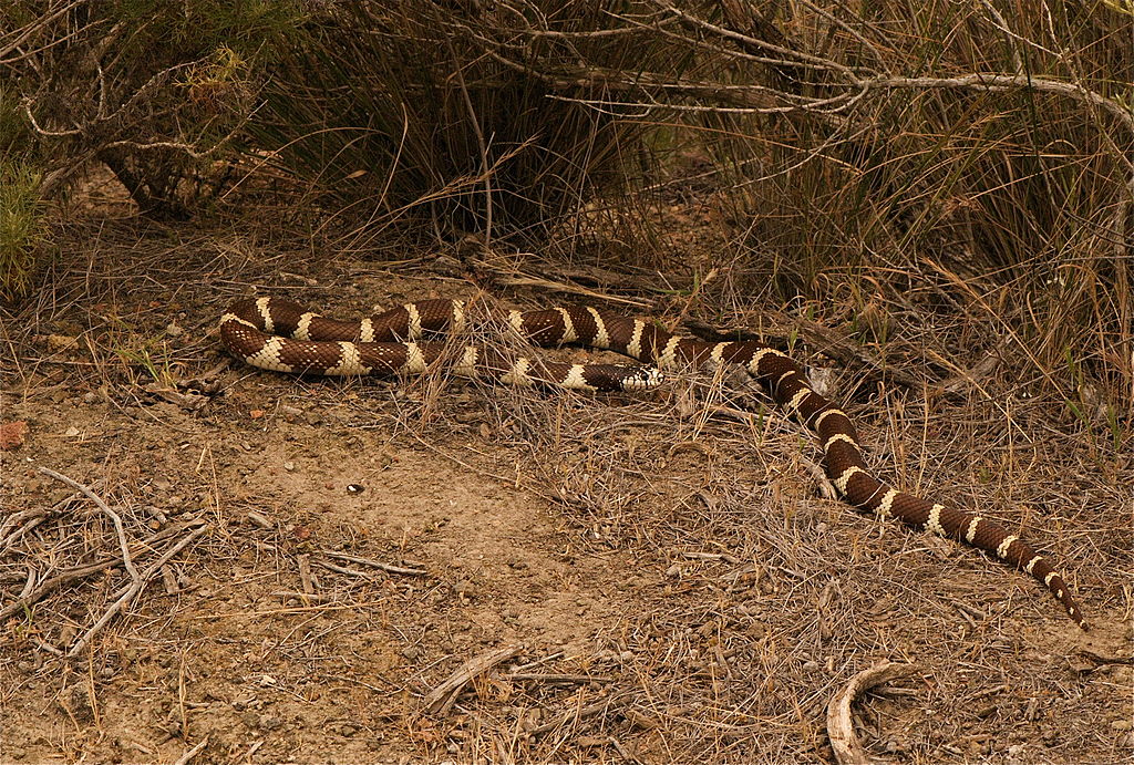 California_King_Snake_(Lampropeltis_getulus_californiae)_(2523832771)