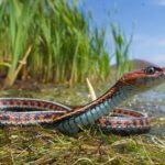 California_Red-Sided_Garter_Snake_(Thamnophis_sirtalis_infernalis)