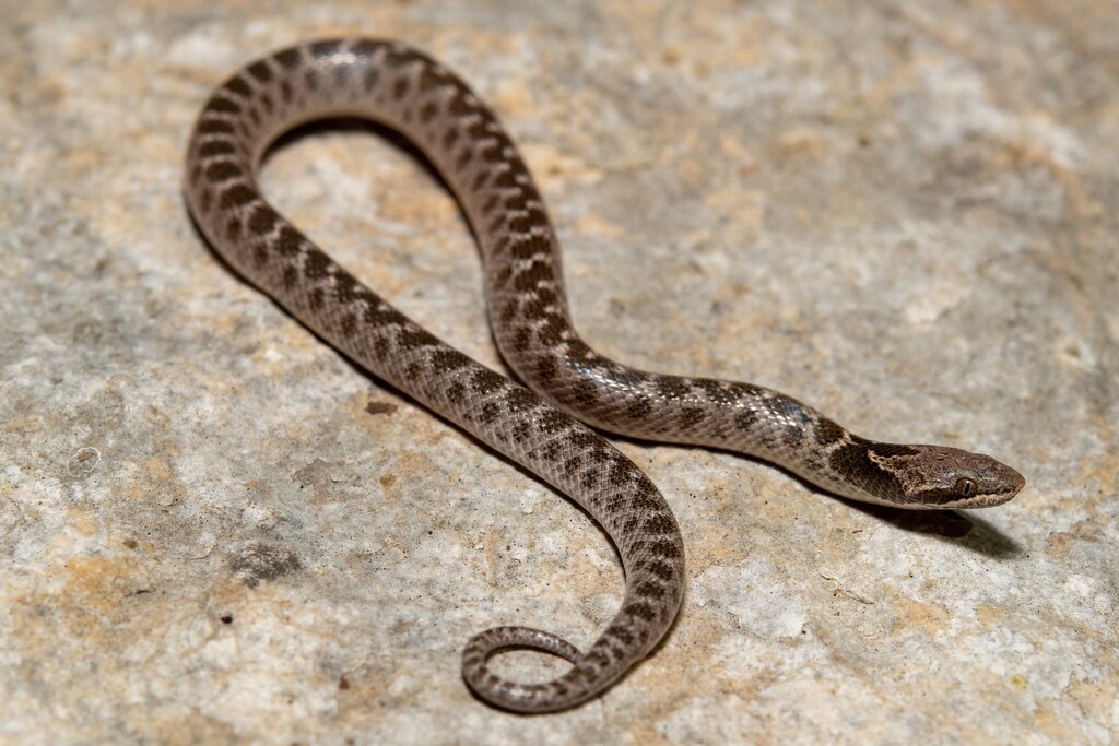 Chihuahuan_nightsnake_(Hypsiglena_jani)