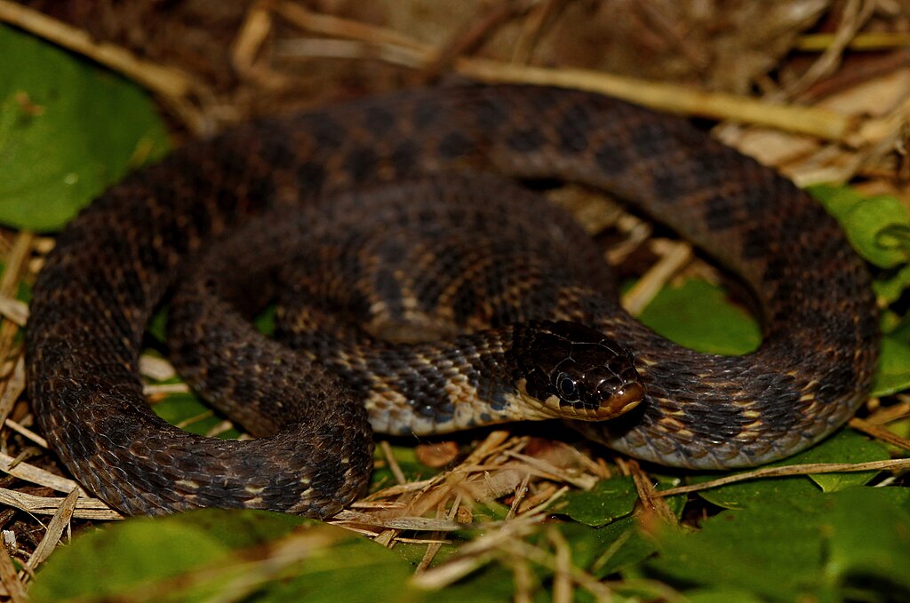 Clonophis_kirtlandii,_Vorderansicht