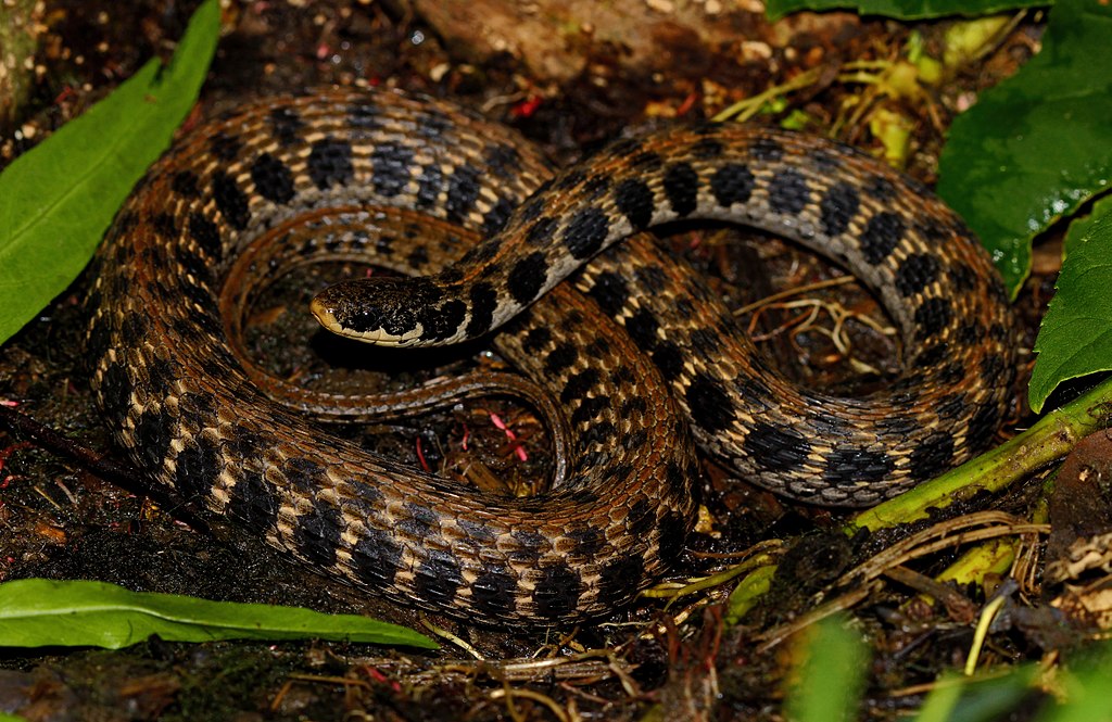 Clonophis_kirtlandii_by_Peter_Paplanus
