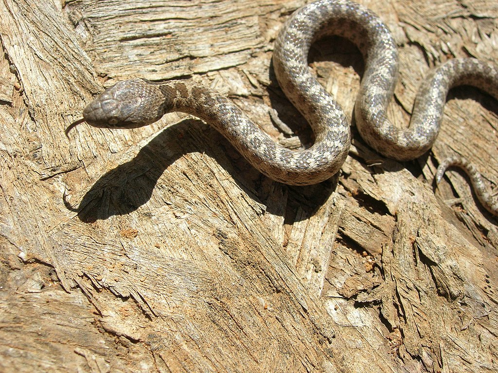 Night_snake