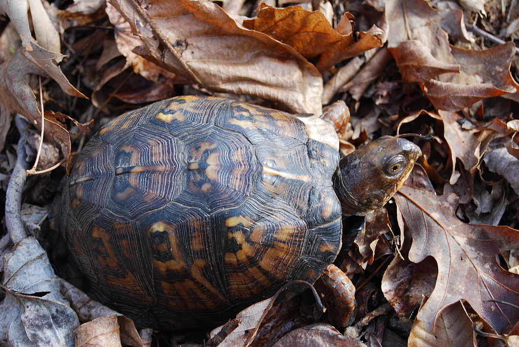 Eastern_Box_Turtle_at_James_River_State_Park_(7009256447)