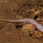 Georgia_Blind_Salamander_(Eurycea_wallacei)