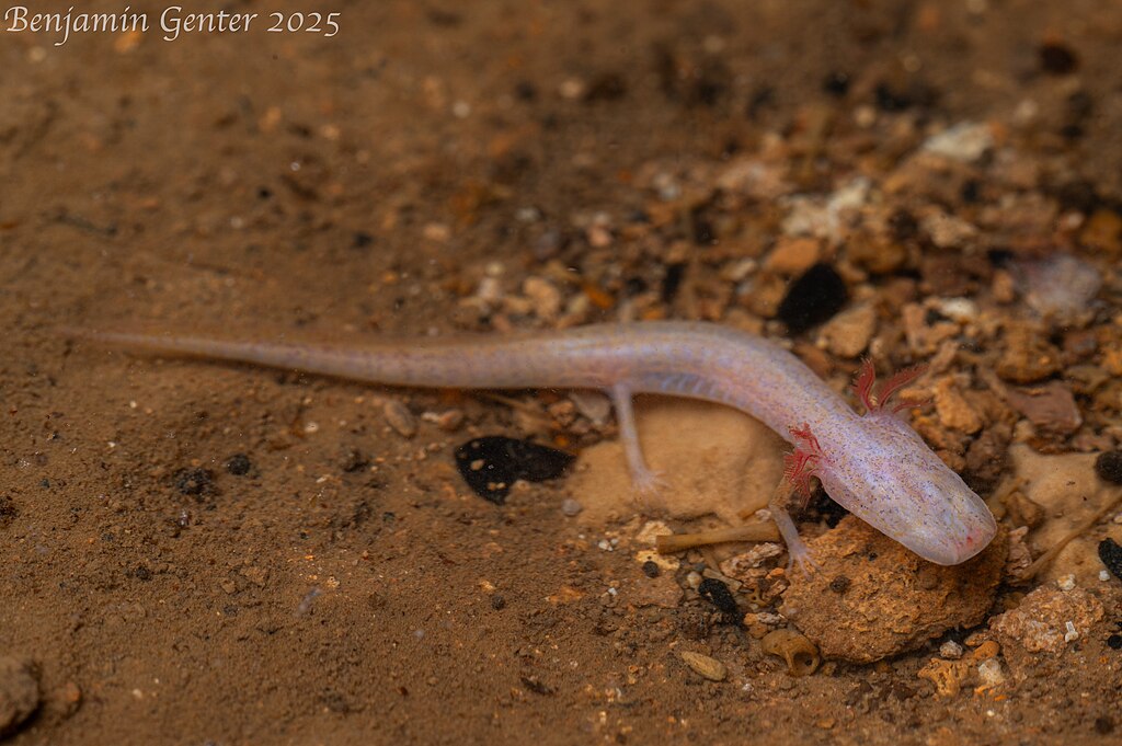 Georgia_Blind_Salamander_(Eurycea_wallacei)