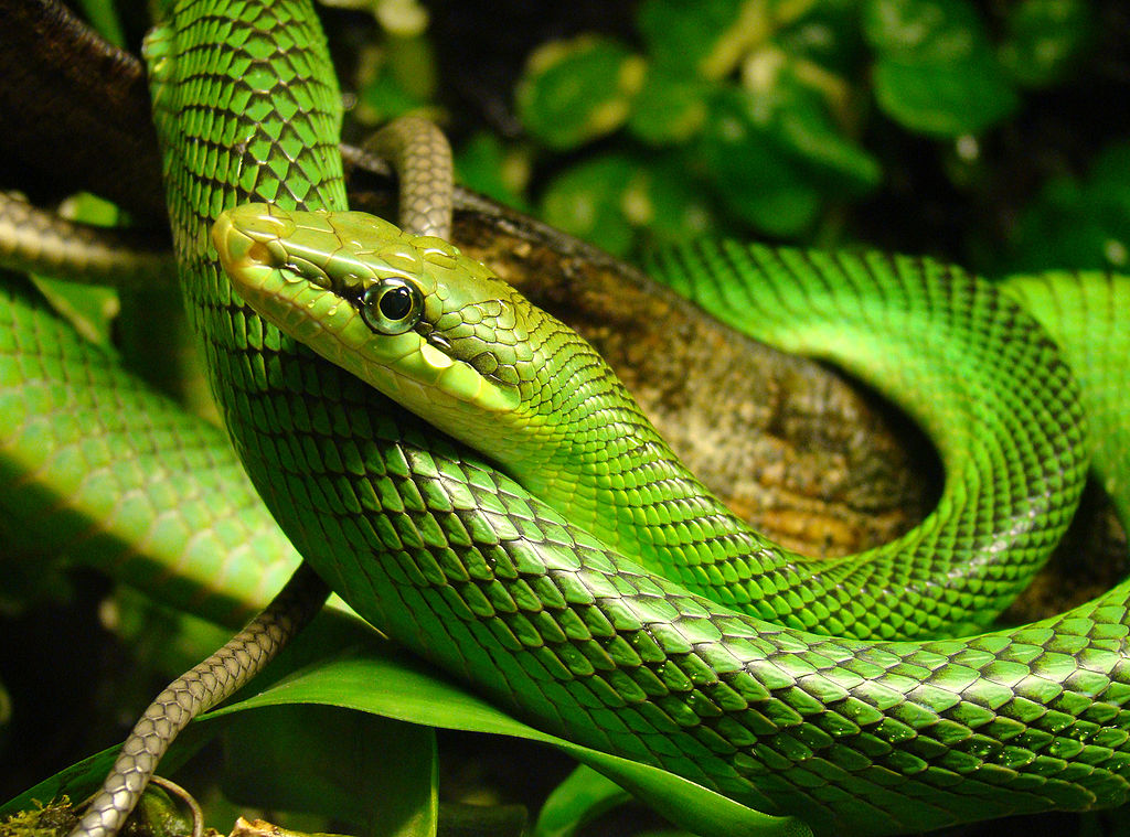 Gonyosoma_oxycephalum_Oslo
