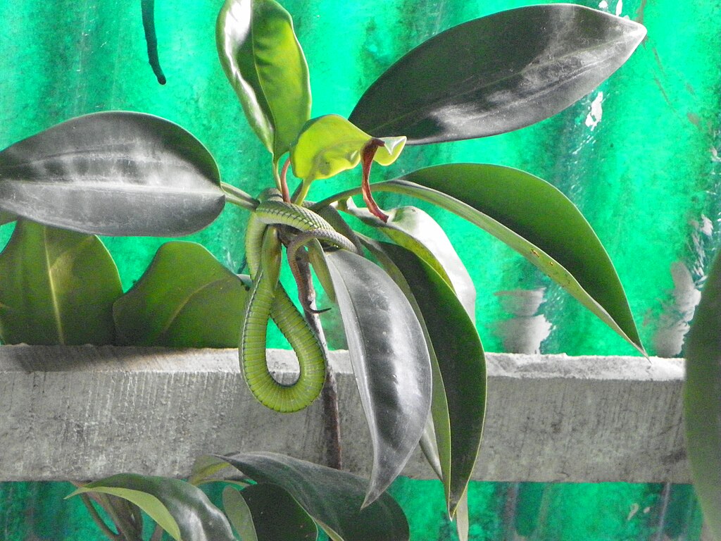 Green_snake