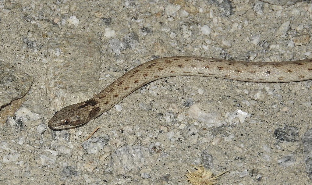 Hypsiglena_chlorophaea