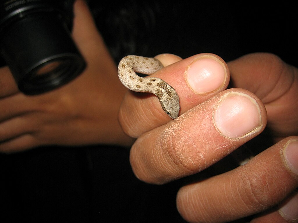 Hypsiglena_torquata